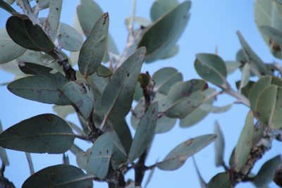 Eucalyptus pleurocarpa, photographed by Em Lamond