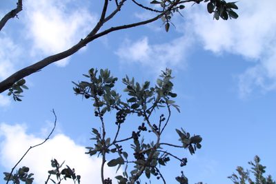 Eucalyptus pleurocarpa, photographed by Em Lamond