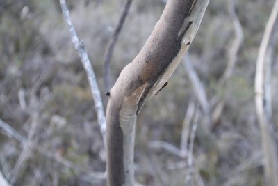 Eucalyptus pleurocarpa, photographed by Em Lamond