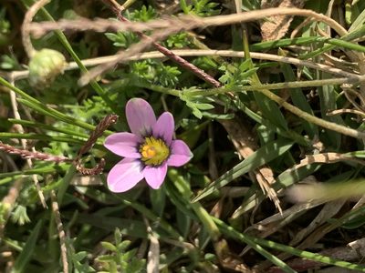 Romulea minutiflora, photographed by Guy Taseski