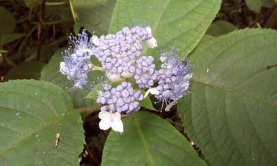 Hydrangea involucrata, photographed by Takashi KOIKE