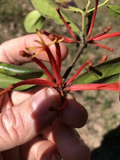 Benthamina alyxifolia, photographed by Greg Tasney