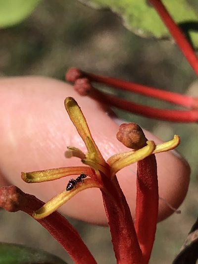 Benthamina alyxifolia, photographed by Greg Tasney