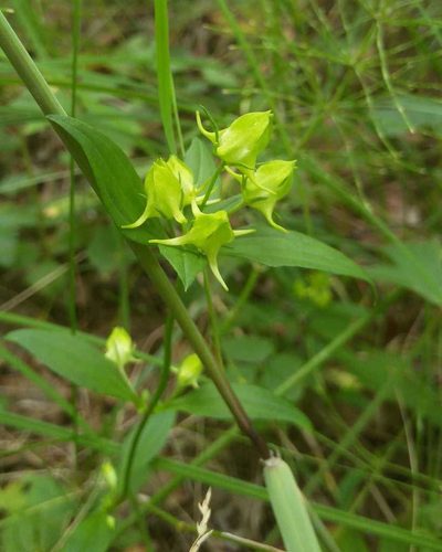 Halenia corniculata, photographed by Юлия