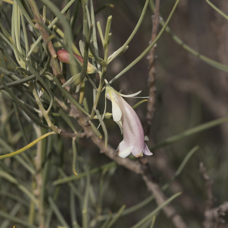 Eremophila oppositifolia, photographed by Kym Nicolson