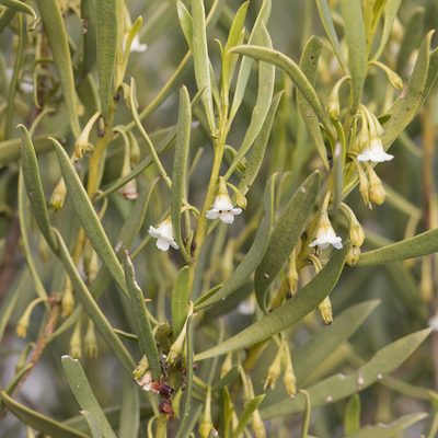 Eremophila deserti, photographed by Kym Nicolson