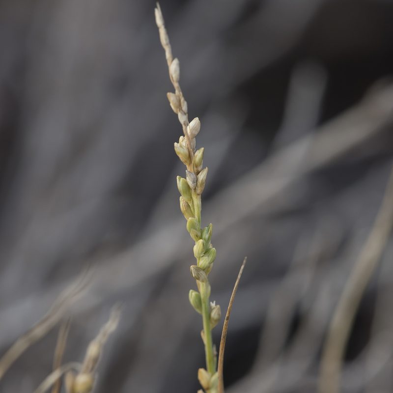 Setaria constricta, photographed by Kym Nicolson