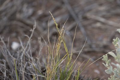 Setaria constricta, photographed by Kym Nicolson