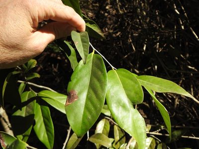 Diospyros fasciculosa, photographed by Greg Tasney