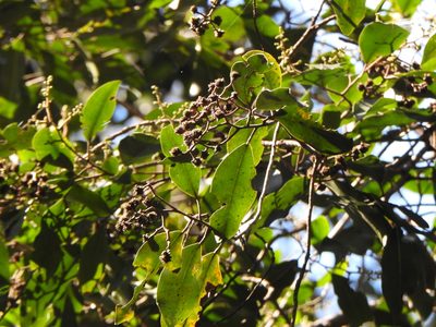 Geijera salicifolia, photographed by Greg Tasney