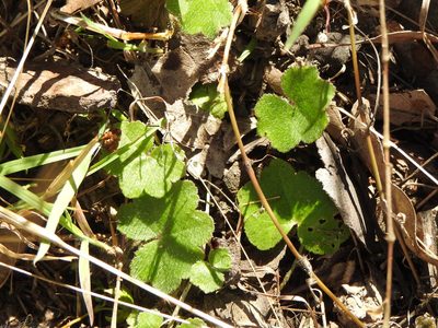 Hydrocotyle acutiloba, photographed by Greg Tasney