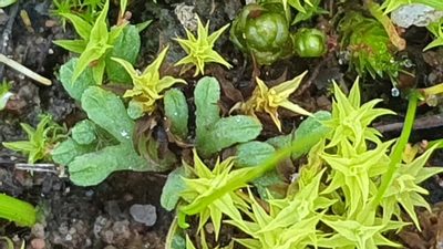 Riccia subbifurca, photographed by Andrew Thornhill
