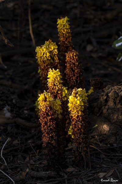 Cistanche tubulosa, photographed by Ramesh Shenai Jr.