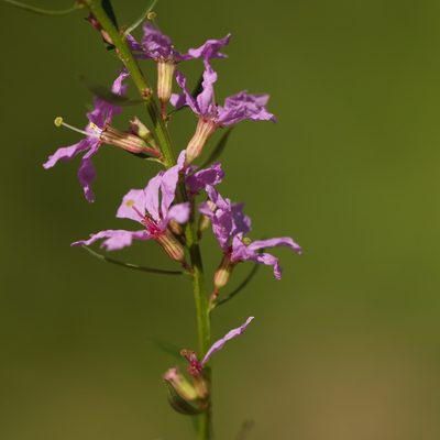 Lythrum virgatum, photographed by Вячеслав Юсупов