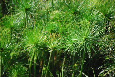 Cyperus prolifer, photographed by Ian Webb