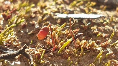 Gemmabryum coronatum, photographed by Andrew Thornhill