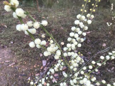 Acacia alata, photographed by Ann Bentley