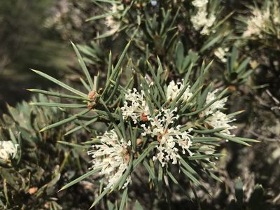 Hakea varia, photographed by Ann Bentley