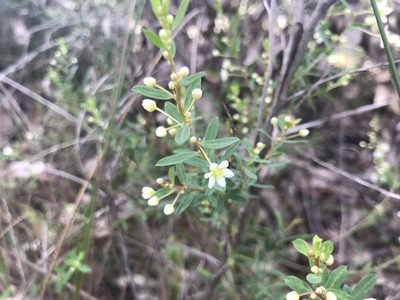 Phyllanthus calycinus, photographed by Ann Bentley