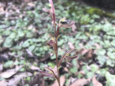Cyrtostylis robusta, photographed by Ann Bentley