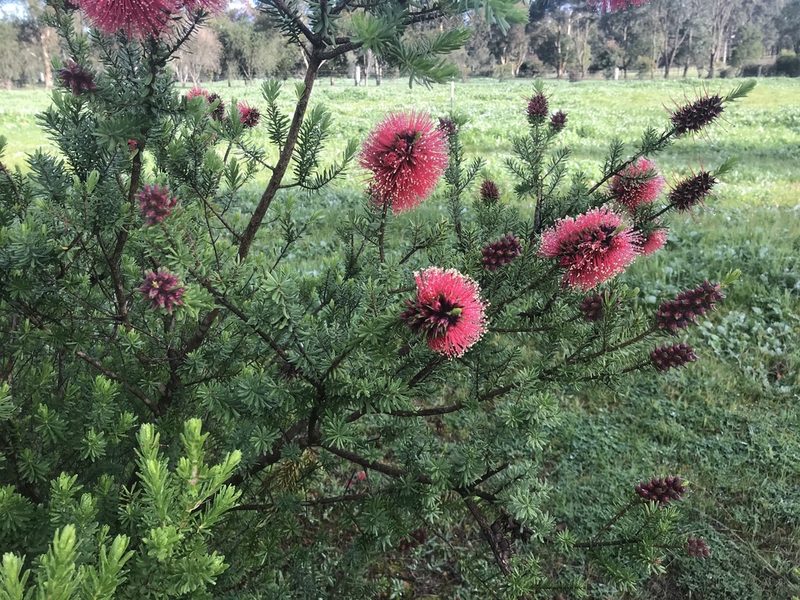 Kunzea baxteri, photographed by Ann Bentley