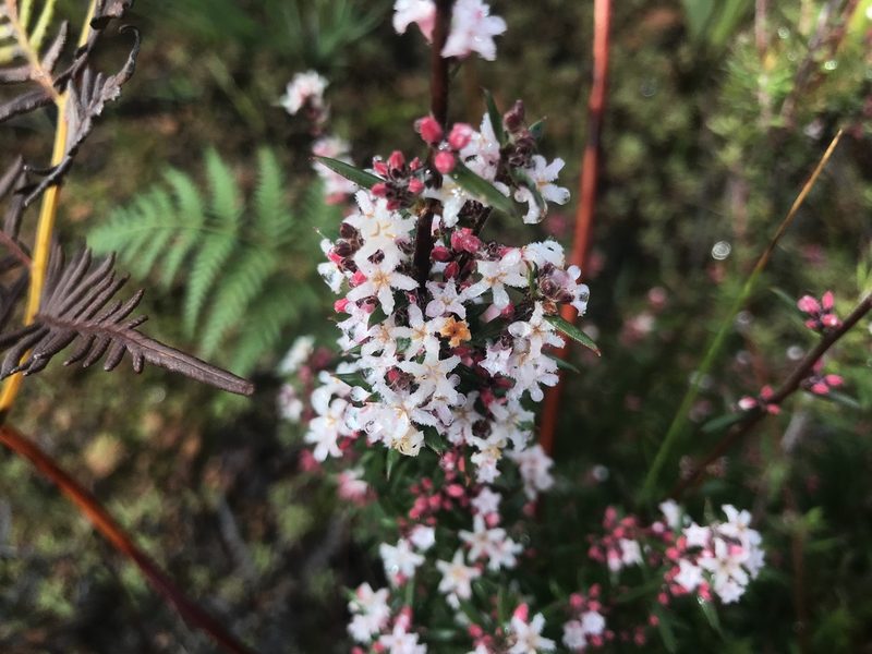 Leucopogon capitellatus, photographed by Ann Bentley