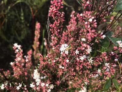 Leucopogon capitellatus, photographed by Ann Bentley