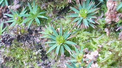 Dawsonia longiseta, photographed by Andrew Thornhill