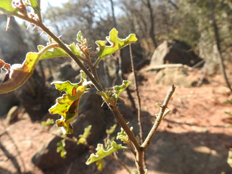 Solanum rubetorum, photographed by Matthew Fainman