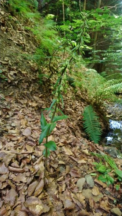 Epipactis greuteri, photographed by kalopsia