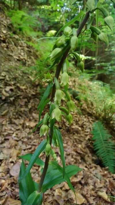 Epipactis greuteri, photographed by kalopsia
