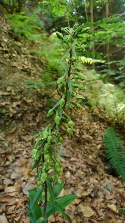 Epipactis greuteri, photographed by kalopsia