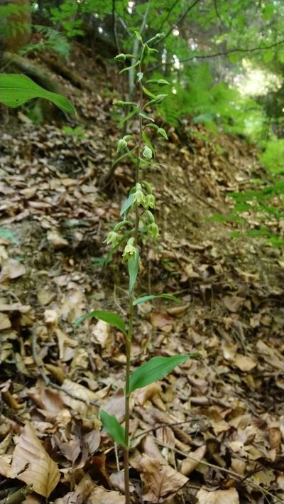Epipactis greuteri, photographed by kalopsia