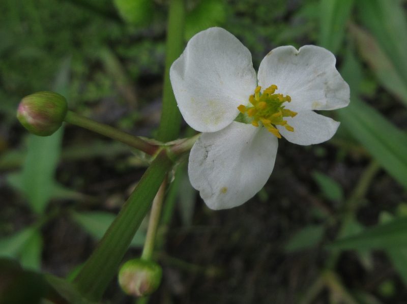 Sagittaria aginashi, photographed by onidiras-iNaturalist