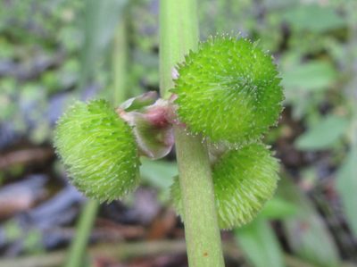 Sagittaria aginashi, photographed by onidiras-iNaturalist
