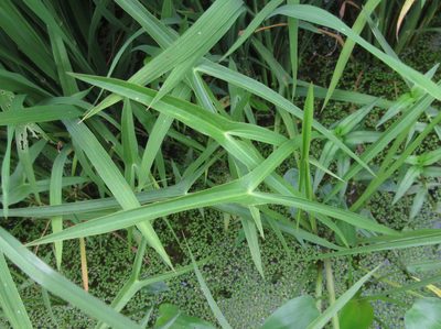 Sagittaria aginashi, photographed by onidiras-iNaturalist
