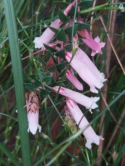 Epacris reclinata, photographed by Tim