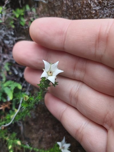 Sprengelia monticola, photographed by Tim