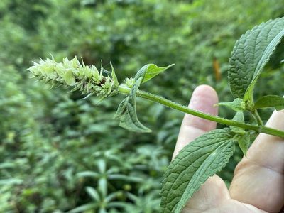 Agastache scrophulariifolia, photographed by Alan Weakley