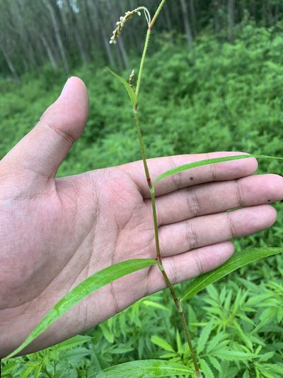 Polygonum careyi, photographed by Brandon Corder