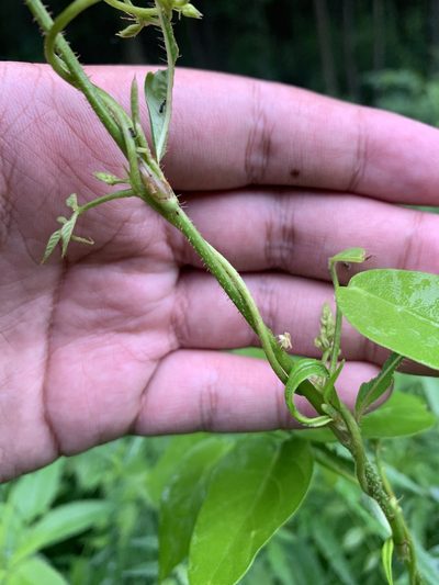 Polygonum careyi, photographed by Brandon Corder