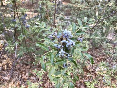 Berberis wilcoxii, photographed by CK2AZ