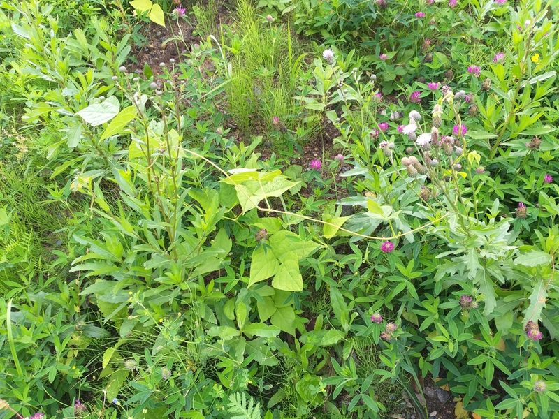 Phaseolus vulgaris, photographed by Dmitriy Bochkov