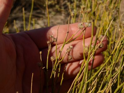 Baccharis spartioides, photographed by Guillermo Debandi
