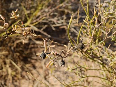 Suaeda divaricata, photographed by Guillermo Debandi