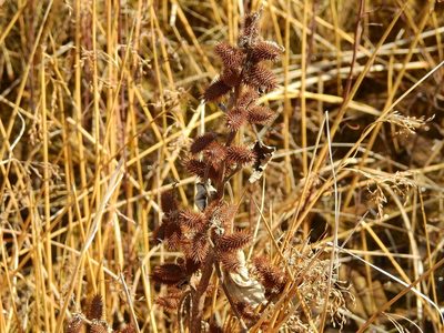 Xanthium cavanillesii, photographed by Guillermo Debandi