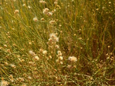 Baccharis spartioides, photographed by Guillermo Debandi