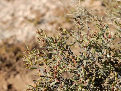 Suaeda divaricata, photographed by Guillermo Debandi