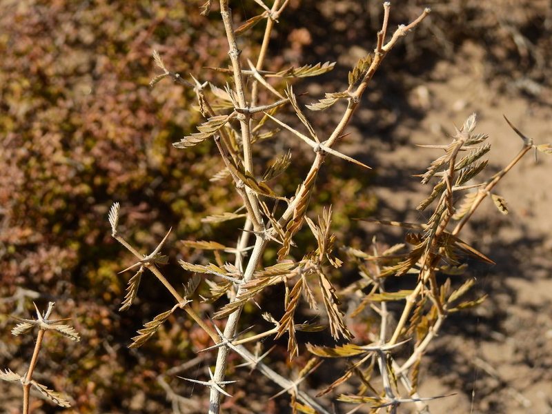 Plectrocarpa tetracantha, photographed by Guillermo Debandi