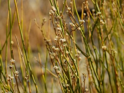 Baccharis spartioides, photographed by Guillermo Debandi